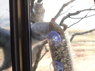 Squirrel feeding from second feeder