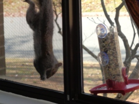 Squirrel hanging upside down next to second feeder.