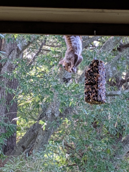 hangin by a st ring--squirrel chewing on a seed