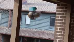 Squirrel eating in the wrapped position